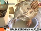 В Хабаровском крае нанайцев и тунгусов ограничили: в год разрешили поймать всего три килограмма  рыбы на человека