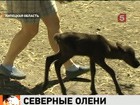 В Липецкой области решили разводить северных оленей