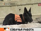 В Татарстане проходит слёт кинологов. У четвероногих даже палатки свои