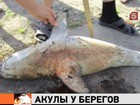 На пляжах Приморья натянули противоакульные сети