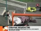 В Первоуральске бойцовый пёс напал на хозяина, пострадали еще два человека