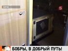 Бобры поехали в Монголию с комфортом, в купейном вагоне