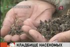 В Нижегородской области вместе с вредителями уничтожили и пчёл, и кротов, и ежей