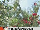 В Сочи начали озеленять олимпийские стройки