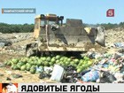 На Камчатке уничтожили 40 тонн ядовитых арбузов