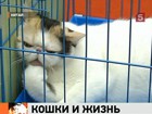 В Китае  открылась Международная выставка кошек