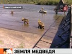 На Камчатке нерестится лосось, на обед подтянулись медведи и съёмочная группа Джеймса Кэмерона