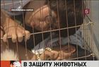 Корейцев призвали отказаться от собачатины