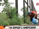 Ставрополь - в погоне за сорняками. А всё потому, что амброзия и лебеда нынче на вес арбуза