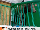 В Иркутской области с пятого этажа эвакуировали корову