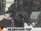 Четыре медведя взломали в дом в Норвегии. Съели все конфеты, выпили алкоголь и сломали все кровати