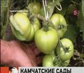 Фруктовые сады на Камчатке хотят вырастить местные агрономы