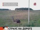 Вдоль нижегородской дороги ходит… страус