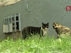 В Москве знаменитости вступились за котов