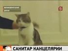 Официальное заявление канцелярии Британского премьер-министра: кот Ларри поймал мышь