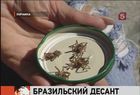 В украинском городе Каменец-Подольский борются с бразильскими пауками