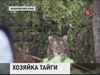 В Хабаровском крае поймали тигра, который терроризировал местных жителей