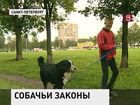 В Петербурге обычная прогулка с собакой может превратиться в сложную бюрократическую процедуру