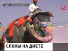 В Индии слонов, живущих при храмах, посадят на диету