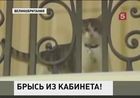 Премьер-министр Великобритании Дэвид Кэмерон уволил своего кота