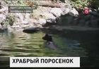 Простой американский поросенок прославился на весь мир, бросившись спасать тонущего козленка