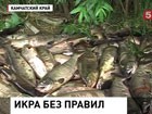 Экологии Камчатского края угрожает гнилая рыба