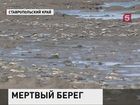 В Ставропольском крае выясняют, как Чограйское водохранилище превратилось в кладбище рыбы