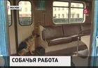 В Московской подземке прошли учения кинологов