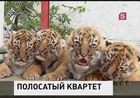 В мексиканском зоопарке родились бенгальские тигрята