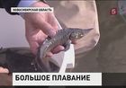 В Обь выпустили 4 тысячи мальков осетра