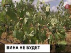 Европа может остаться без вина нового урожая