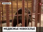 Новые апартаменты с удобствами поучил знаменитый в Нарьян-Маре медведь