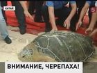 В Китае выпустили на волю пятьсот морских черепах
