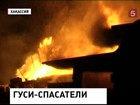 Гуси спасли не только Рим, но и семью в Абакане, причем ценой собственных жизней