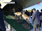 Из Якутии в Хабаровский край полетели олени