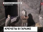 В Петропавловске-Камчатском в гараже обнаружили соколов-кречетов