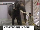 Говорящий слон появился в Южной Корее