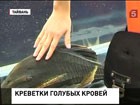 На Тайване вывели новый вид креветок