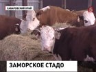 В Хабаровском крае погибают коровы, которых привезли из Австралии