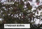 В Великобритании вынуждены уничтожить миллионы деревьев, чтобы спасти леса