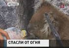 В Австралии спасали коалу
