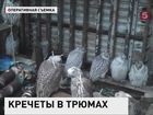 На Камчатке выпустили на свободу десятки кречетов