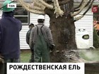 В центре Нью-Йорка устанавливают рождественскую ёлку