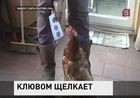 У курицы после тяжёлой травмы появились сверхспособности: она научилась считать