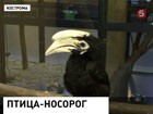 Костромской зоопарк пополнился птицей-носорогом