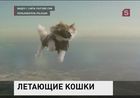 Авторов рекламного ролика с котами-парашютистами обвинили в жестоком обращении с животными
