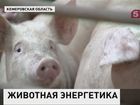 В Кемеровской области решили самостоятельно добывать электричество из навоза