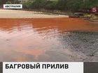 Океан у побережья Австралии окрасился в кроваво-красный цвет