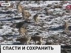 Китайские военные спасают от голода горных сибирских козлов