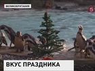 Обитатели Лондонского зоопарка почувствовали вкус рождественских праздников